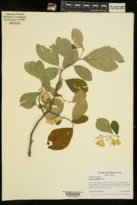 Styrax grandifolius image