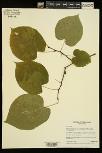 Tilia americana var. caroliniana image