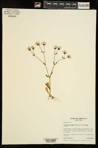 Valerianella longiflora image