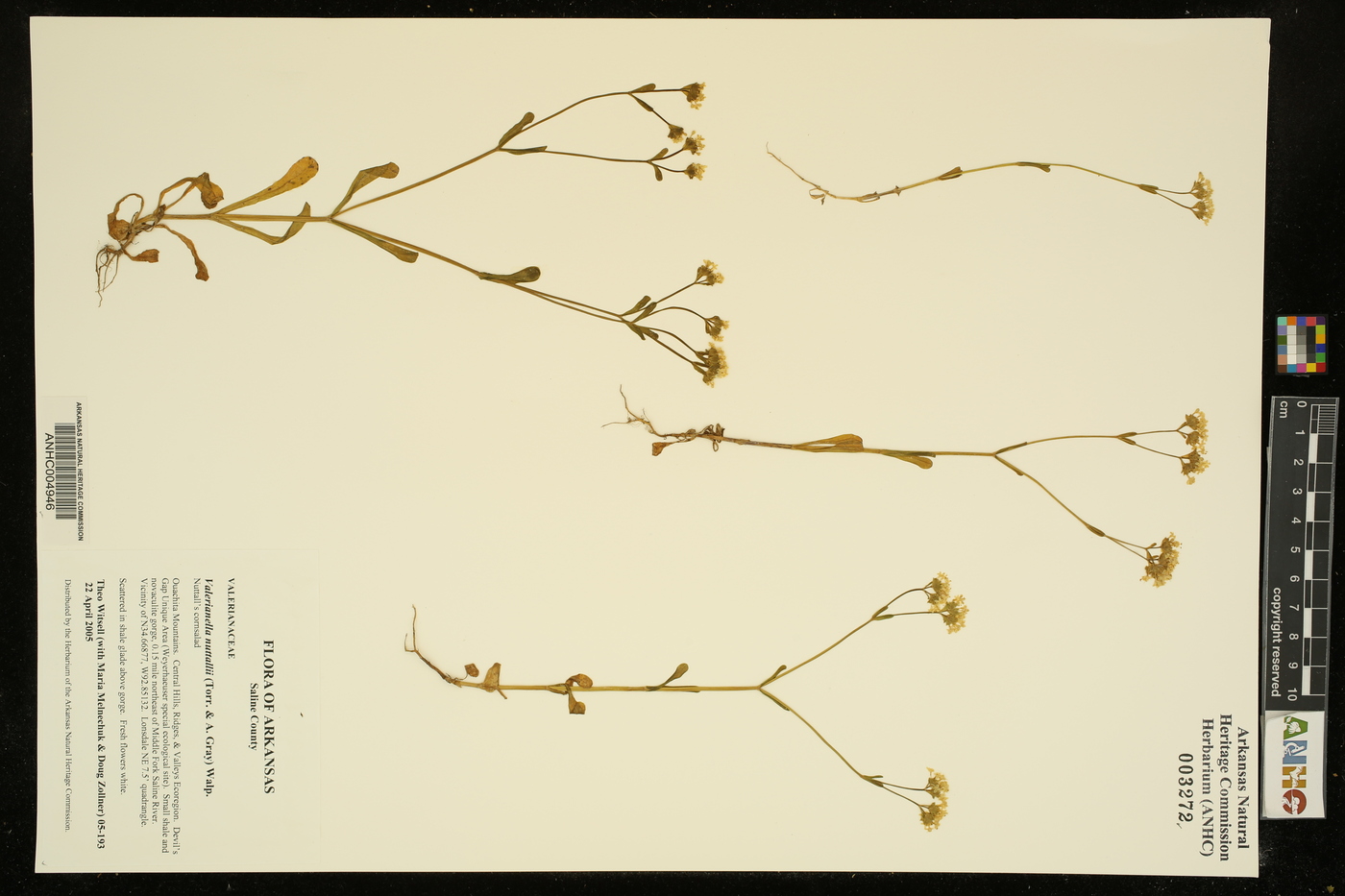 Valerianella nuttallii image