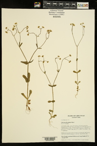 Valerianella palmeri image