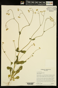 Valerianella palmeri image