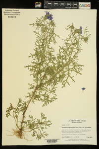 Glandularia bipinnatifida var. bipinnatifida image