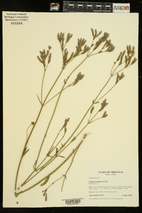 Verbena brasiliensis image