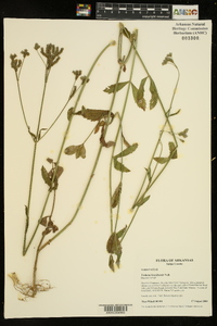 Verbena brasiliensis image