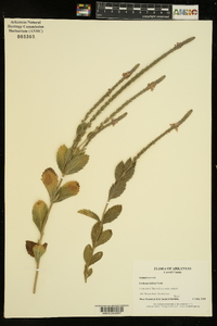 Verbena stricta image