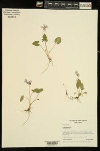 Viola palmata image