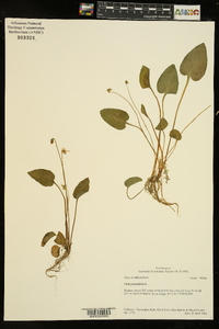 Viola primulifolia image