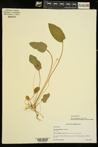 Viola primulifolia image