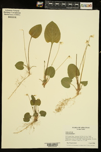 Viola primulifolia image