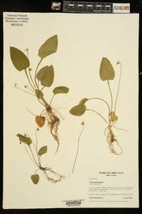 Viola primulifolia image