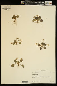 Viola villosa image