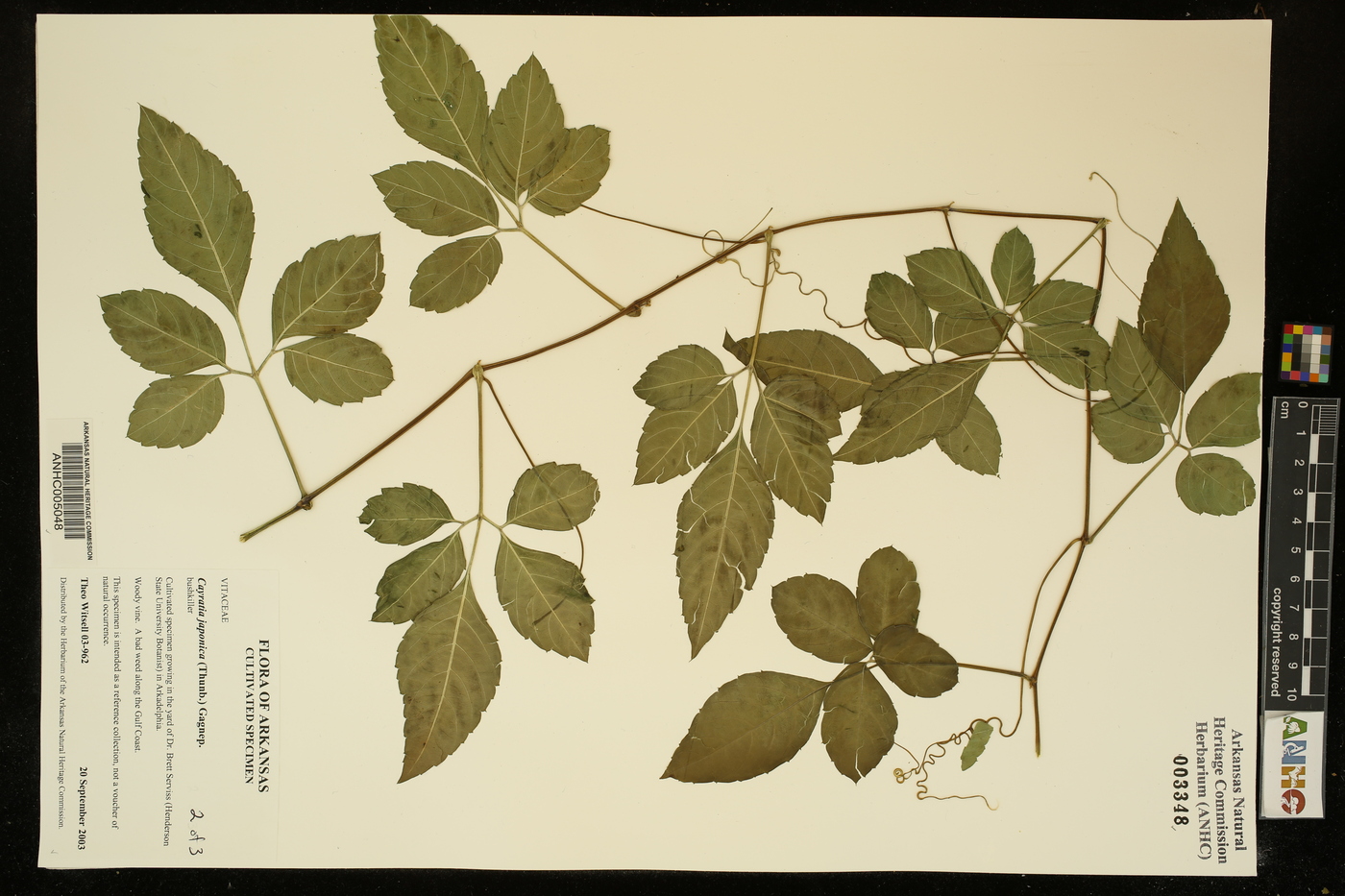 Cayratia japonica image