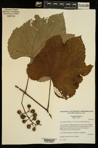 Vitis aestivalis var. lincecumii image