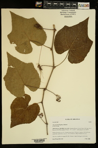 Vitis cinerea image