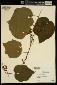 Vitis cinerea image