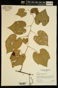 Vitis cinerea image