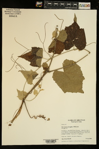 Vitis cinerea image