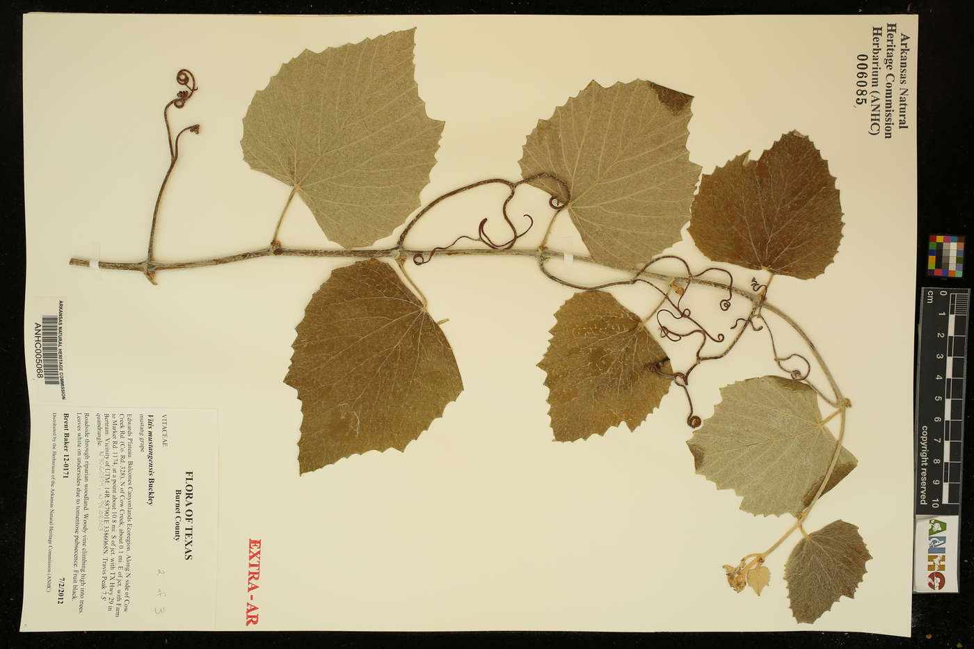 Vitis mustangensis image