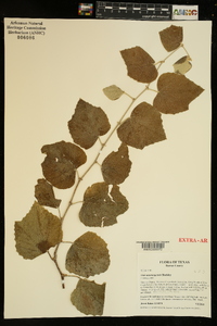 Vitis mustangensis image