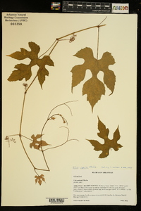 Vitis riparia image