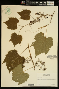 Vitis riparia image