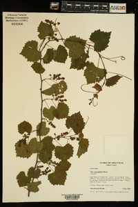 Vitis rotundifolia image