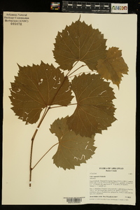 Vitis rupestris image