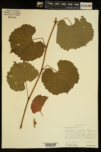 Vitis rupestris image