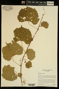 Vitis rupestris image