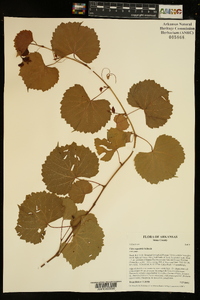 Vitis rupestris image