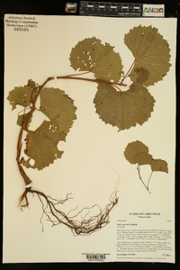 Vitis rupestris image