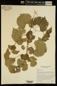 Vitis rupestris image