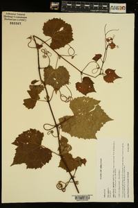 Vitis vulpina image