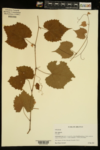 Vitis vulpina image