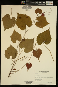 Vitis vulpina image