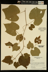 Vitis vulpina image