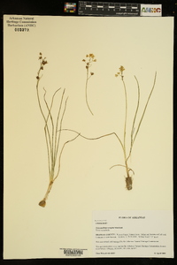 Schoenolirion wrightii image