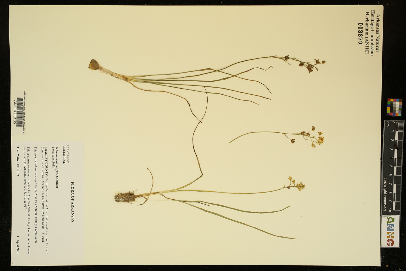 Schoenolirion wrightii image