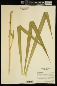 Yucca flaccida image