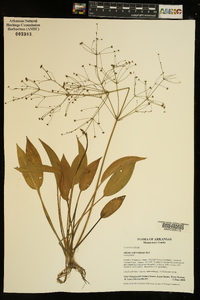 Alisma subcordatum image