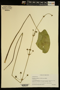 Echinodorus cordifolius image