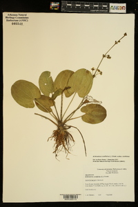 Echinodorus cordifolius image