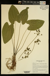 Echinodorus cordifolius image