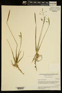 Sagittaria graminea image