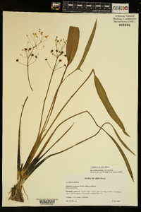 Sagittaria graminea image