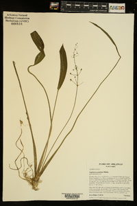 Sagittaria graminea image