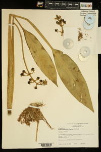 Sagittaria platyphylla image