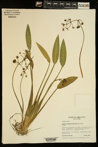 Sagittaria platyphylla image