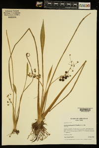 Sagittaria platyphylla image